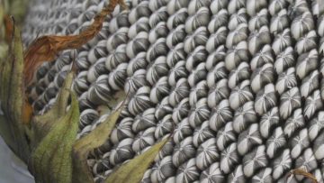 51052583-sunflower-seeds-sunflower