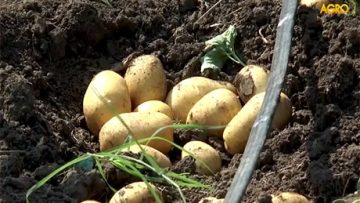 51085633potatoes