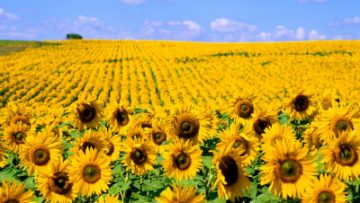 51560918sunflower