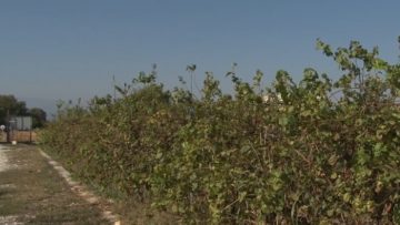 51813750agrotema
