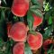 52047863peach