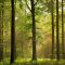 52706058green-forest-1