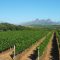 52732749wine_road_destination_456534