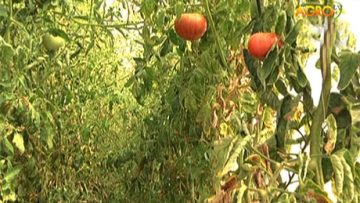 52734470agrotema_11_01_2017
