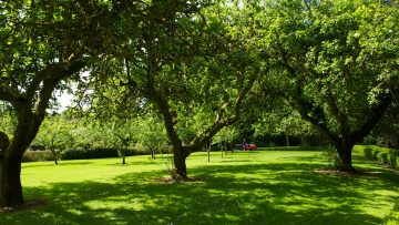 52977870wicklow-orchard