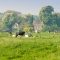 53107976farmcows