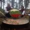 53173834Zheravna-2015-7_Unashki_Tigan