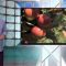 53187043apple_foods