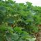 53260208strawberry-fields