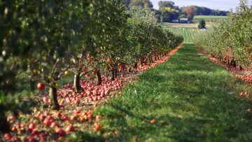 53542281Apple-orchard