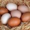 53568478eggs