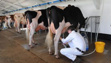 Dairy farmers
