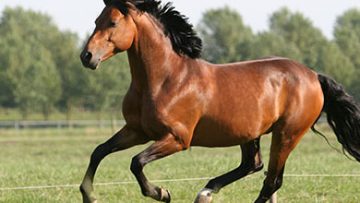 5364928horse