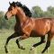 5364928horse