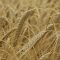53719981Barley_7