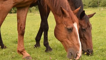 54254096horses-1495678_640