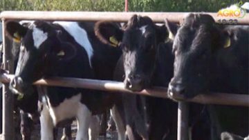 54287749462463651241235235