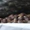 Агротема: Празник на кестена в село Брежани, автор Снежана Любенова