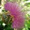 54777675bulgarski_sarlec