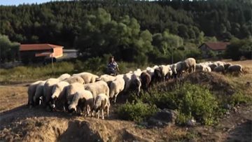 5479938sheep_2333333