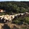 5479938sheep_2333333