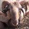 55089181anetta