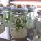 55755801stevia_micropropagation