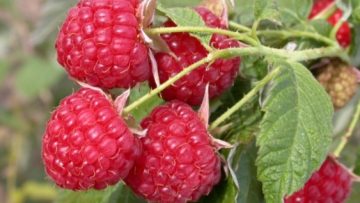 55778564raspberry