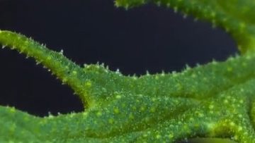 56442169pelargonium