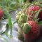 56485121strawberries