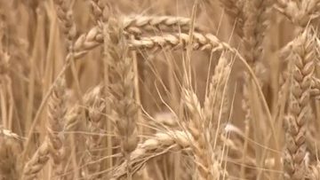 56594365gluten