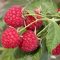 56607306raspberry