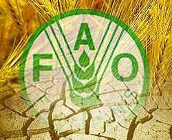 56899258FAO