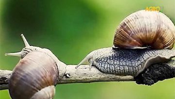 57655113snail777