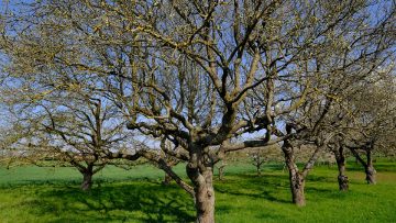 57797582apple-trees-5019016_960_720