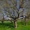 57797582apple-trees-5019016_960_720