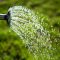 58897470watering
