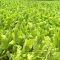 59026766tobacco_leaf