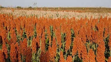 59279129sorgo