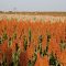 59279129sorgo