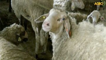 59320744sheep_antracs