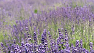 59347464lavandula