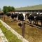 59774600cows