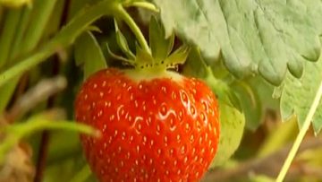 60226095news_13_07