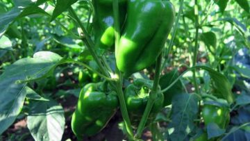 603637601487313661_23537_1