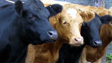 6045747beef_cattle_cow