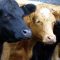 6045747beef_cattle_cow