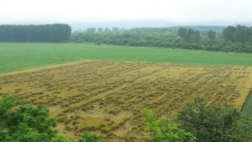 608813421960908wheat