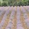 61187915Agrotema17