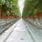 61345508tomatoes_greenhouse